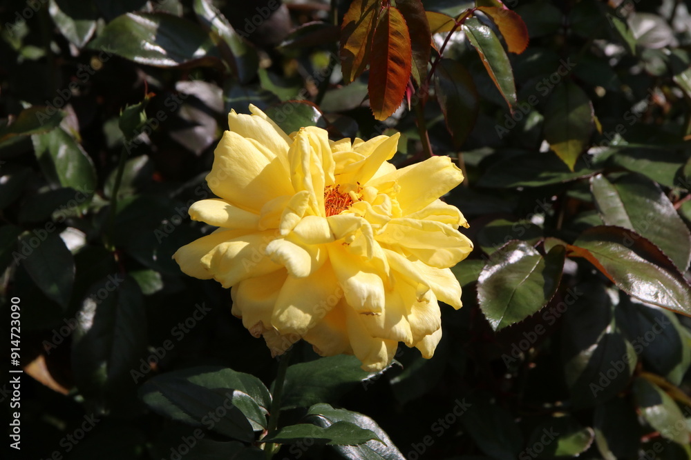 Obraz premium 秋の薔薇。イエロー・ジャイアント。