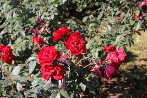 秋の薔薇。タランガ。 photo