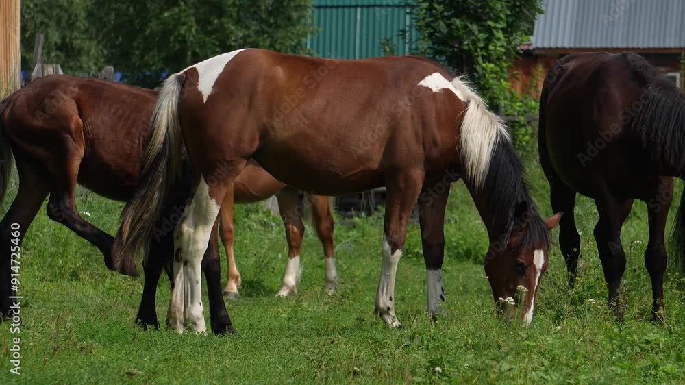 Horses close-up, horses grazing in Altai, herd of horses in Russia Horses close-up, horses grazing in Altai, herd of horses in Russia