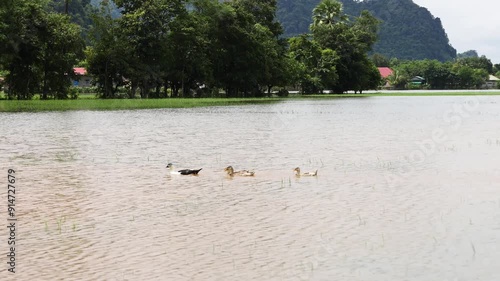 Wallpaper Mural Ducks play in a flooded paddock during the rainy season, in Myanmar. Torontodigital.ca