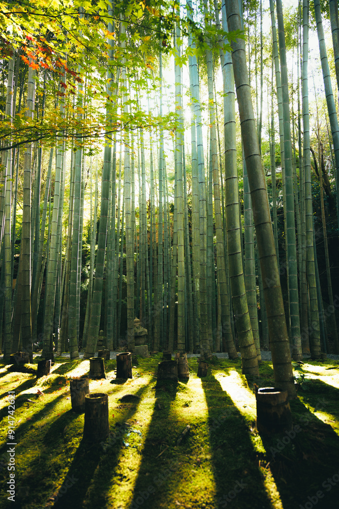 京都の竹林「