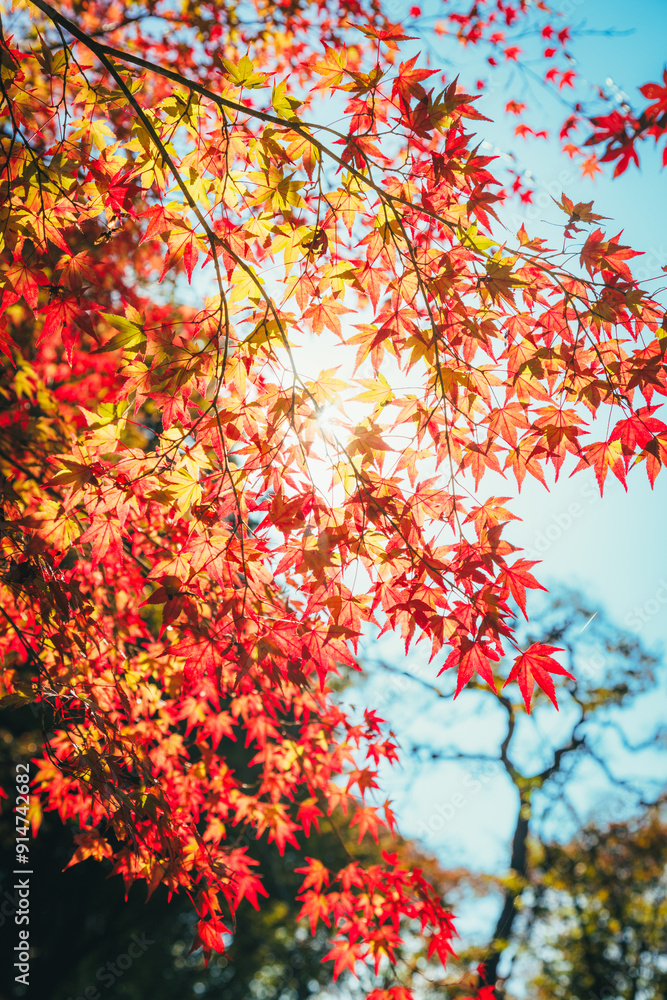 京都の紅葉