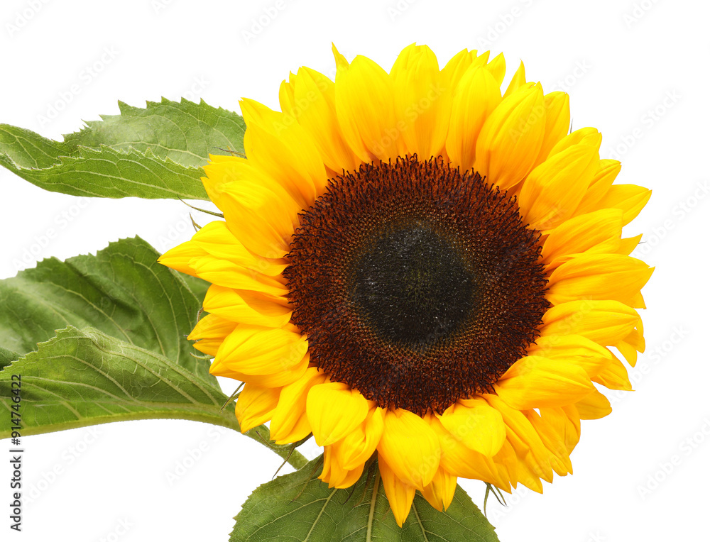 Obraz premium One beautiful sunflower with leaves isolated on white