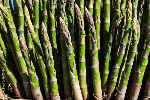 Green asparagus sprout in garden growth closeup. Food photography