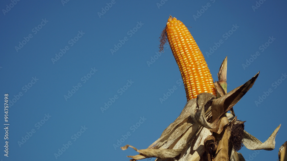 Obraz premium Corn plants on the Cornfield. Corn husks peel off. Focus selected, blue sky background