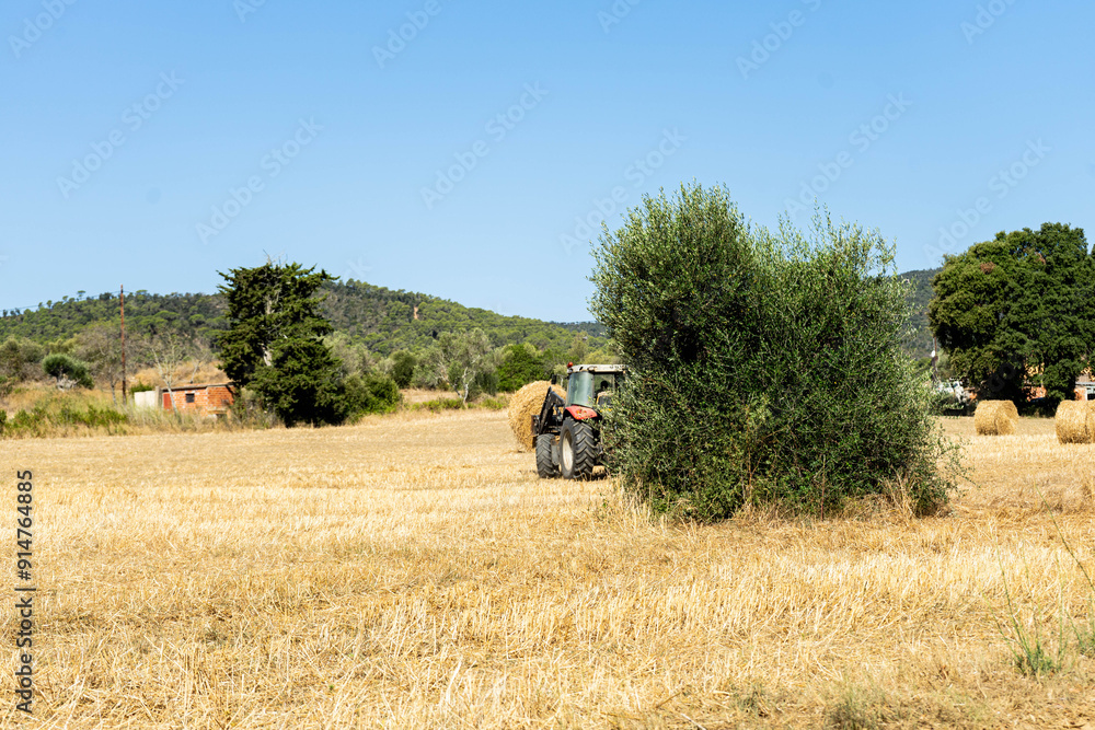 Obraz premium A tractor picks up the wheat field