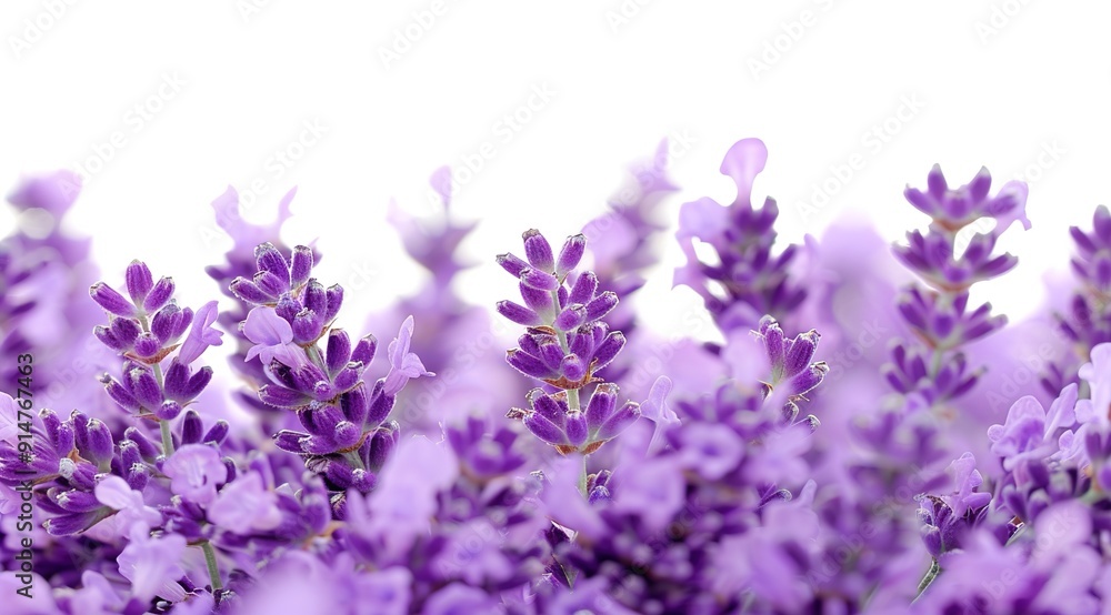 Obraz premium lavender flowers isolated on white background