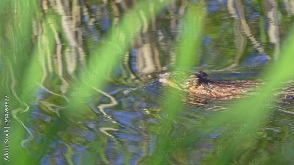 Video series featuring an otter in both slow motion and normal speed on a lush Canadian lake in summer. Captures the otter's playful and natural behavior in a serene, picturesque setting. Video series featuring an otter in both slow motion and normal speed on a lush Canadian lake in summer. Captures the otter's playful and natural behavior in a serene, picturesque setting.