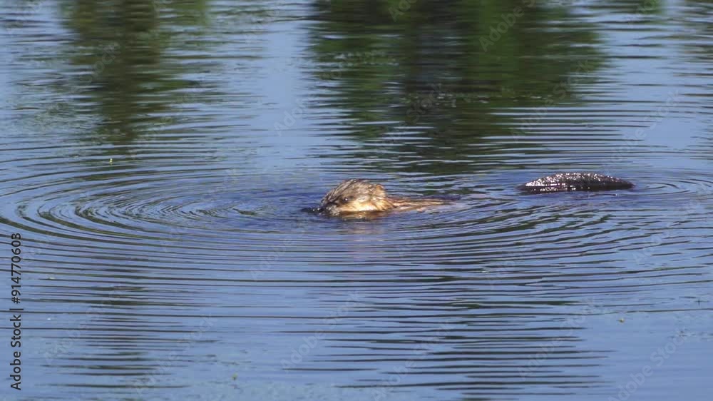 Video series featuring an otter in both slow motion and normal speed on a lush Canadian lake in summer. Captures the otter's playful and natural behavior in a serene, picturesque setting. Video series featuring an otter in both slow motion and normal speed on a lush Canadian lake in summer. Captures the otter's playful and natural behavior in a serene, picturesque setting.