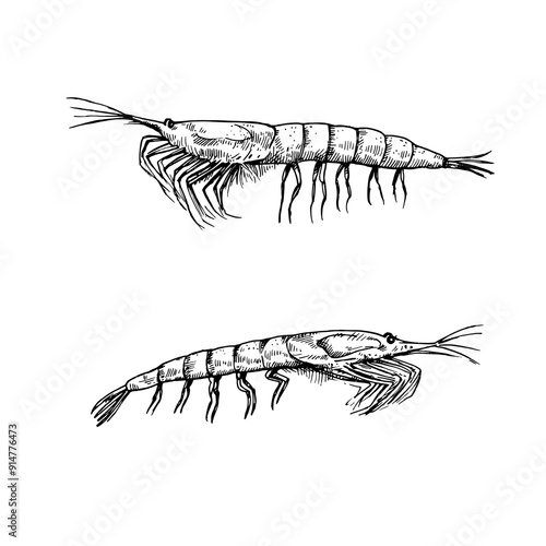 Sea krill isolated on white background. Black and white illustration