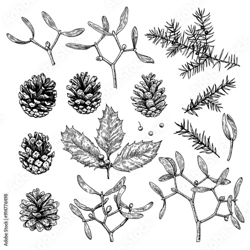 Big collection of Christmas plants, pine cones, holly, mistletoe and juniper. Black and white illustration in engraving style. Set of vector design elements