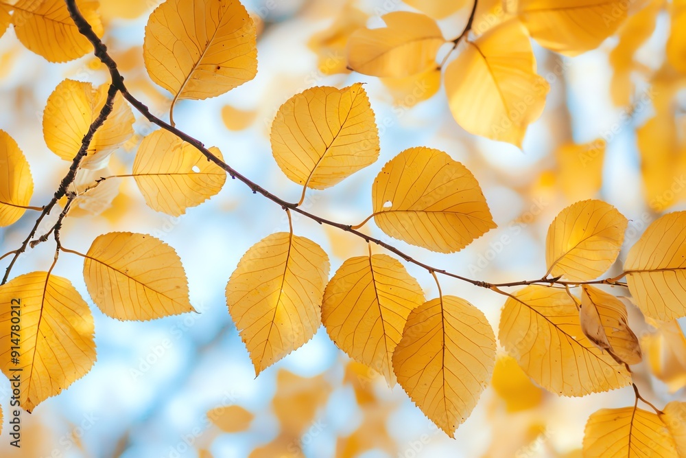 Close up of yellow leaves on a tree branch in autumn. Close up of yellow leaves on a tree branch in autumn.