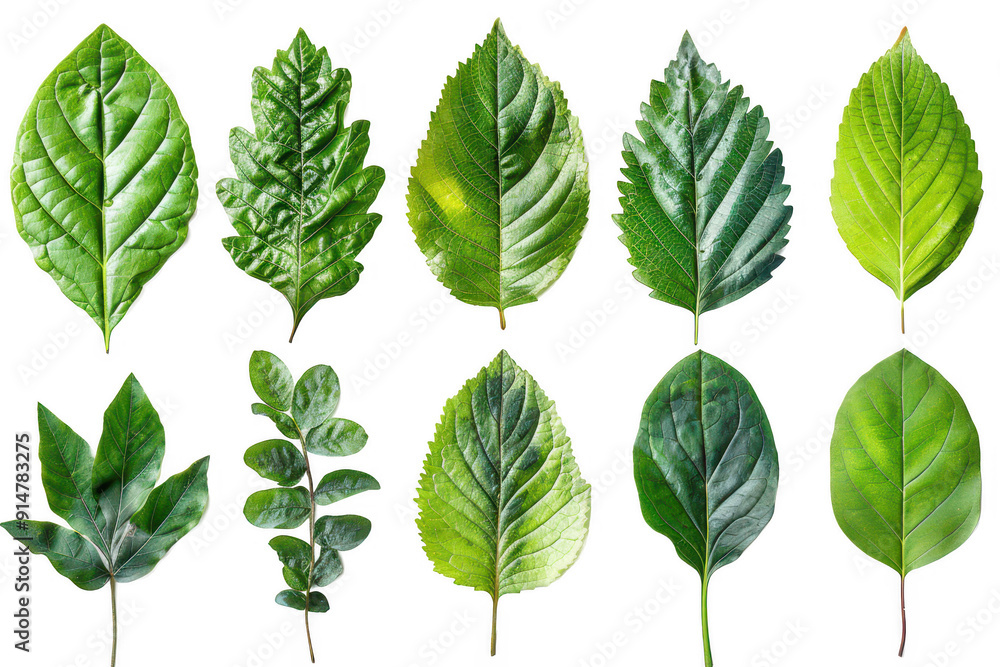 A collection of green leaves are shown in various sizes and shapes A collection of green leaves are shown in various sizes and shapes