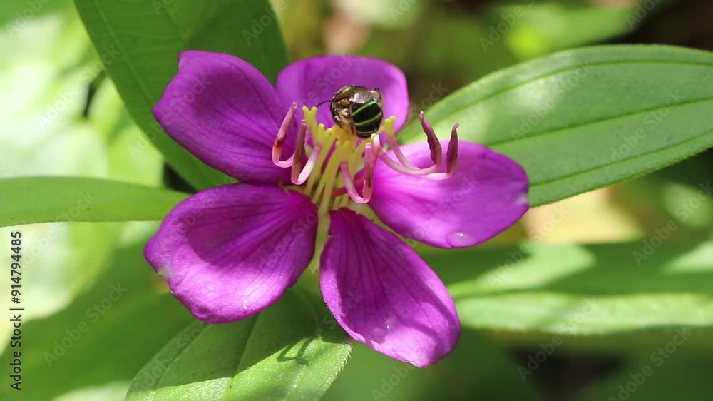 bee on flower, bee collecting honey on purple tropical flower bee on flower, bee collecting honey on purple tropical flower