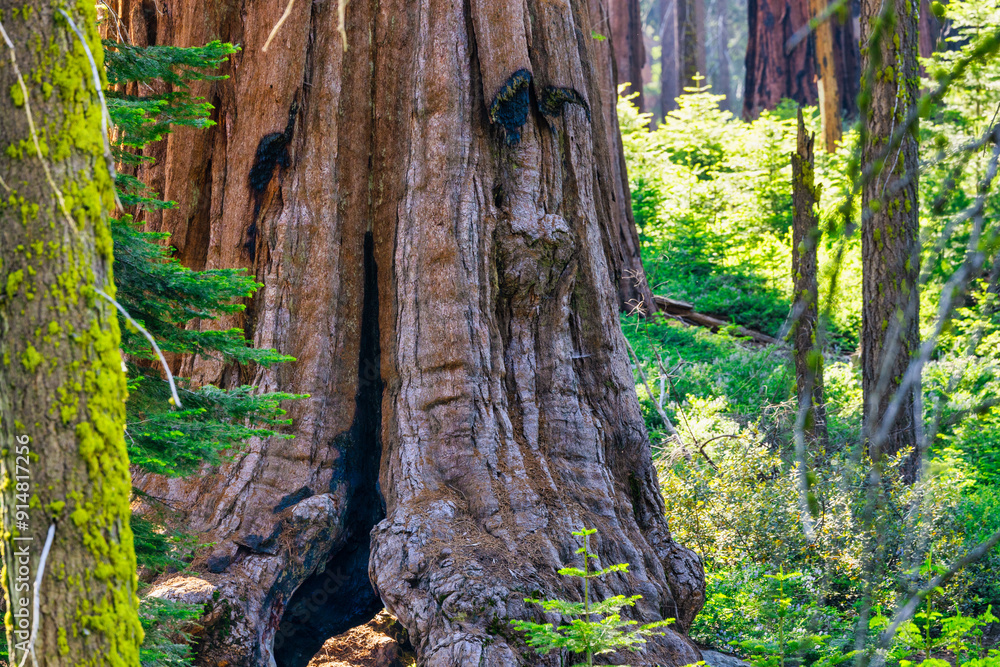 Sequoia National Park and Kings Canyon. Giant sequoia trees, forest trails, wooden fence and hiking trail, Kings River Canyons Sequoia National Park and Kings Canyon. Giant sequoia trees, forest trails, wooden fence and hiking trail, Kings River Canyons