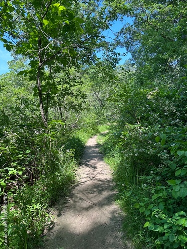 Path in the Woods