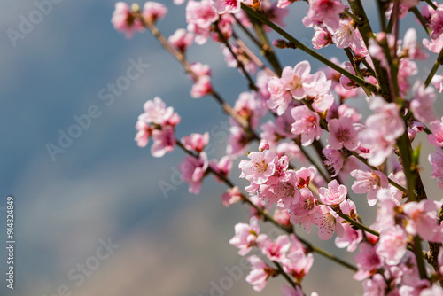 Pink blossoms against a blue sky photo