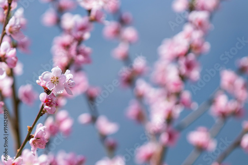 Pink blossoms against a blue sky photo