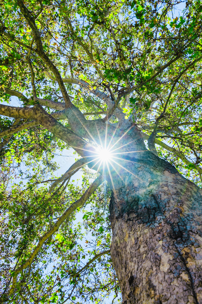 Obraz premium A large Eucalyptus gum tree standing tall, a view looking up at the canopy with blue sky and clouds in the background an impressive Forrest tree