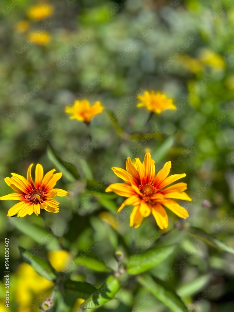 Obraz premium Garden