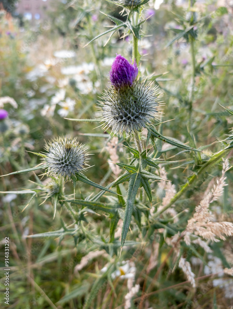 Scottish thistle (Onopordum acanthium) at Edinburgh, Scotland, UK Scottish thistle (Onopordum acanthium) at Edinburgh, Scotland, UK