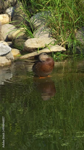 Video series of Mallard duck families on a lush Canadian lake in summer. Captures swimming, feeding, and exploring. Ideal for nature and wildlife projects.