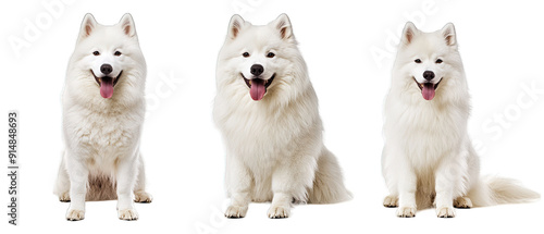 Collection of three dogs agile Samoyeds set isolated on white background