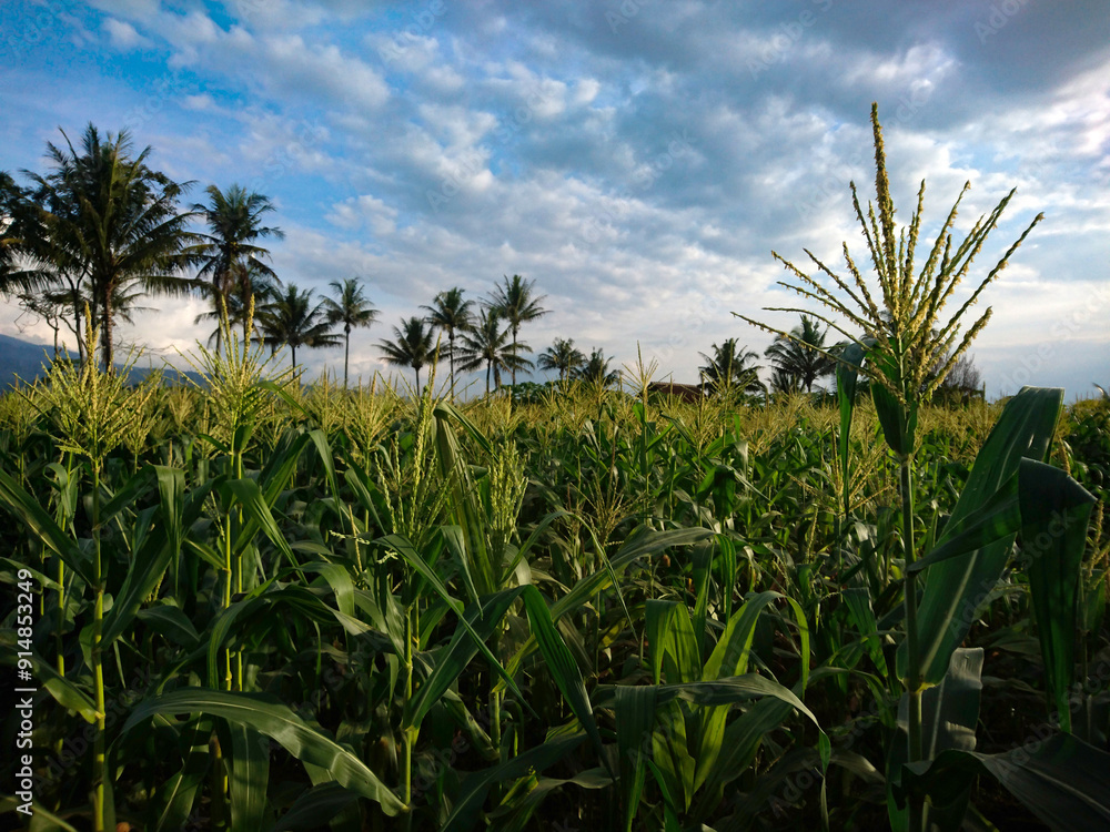 corn field in bloom with cloudy blue sky background. green corn field with blooming flowers corn field in bloom with cloudy blue sky background. green corn field with blooming flowers