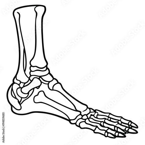 An anatomical illustration of the human foot skeleton, showcasing the bones in a detailed and isolated view on a white background.