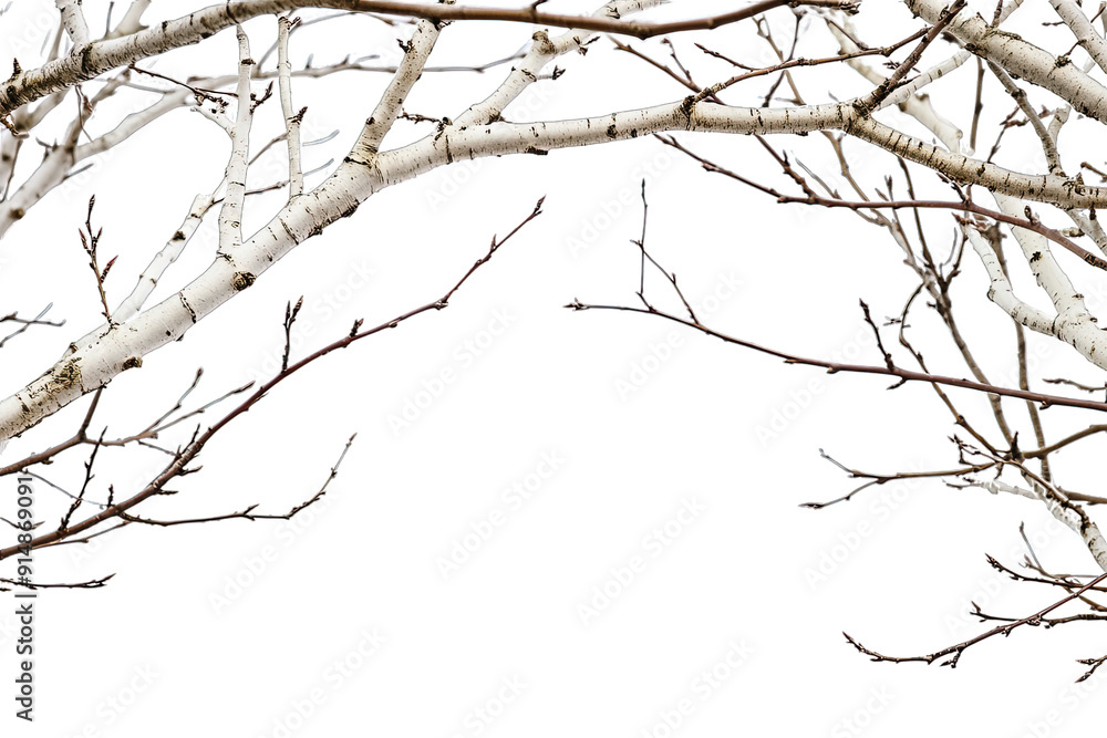 Decorative Frame Birch Tree Branches isolated on white Decorative Frame Birch Tree Branches isolated on white