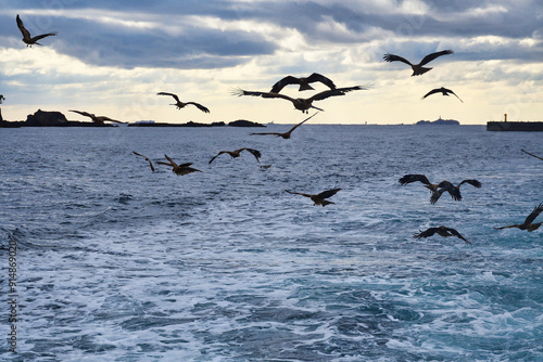 Wallpaper Mural 下田港　遊覧船 黒船サスケハナからの風景　美しい水平線と海鳥 コピースペースあり（静岡県下田市） Torontodigital.ca