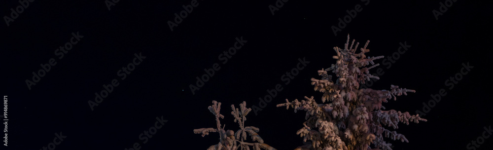 Spruce trees covered with snow in the dark. Night winter view of white forest horizontal banner with copy space. Beautiful snowy landscape. Spruce trees covered with snow in the dark. Night winter view of white forest horizontal banner with copy space. Beautiful snowy landscape.