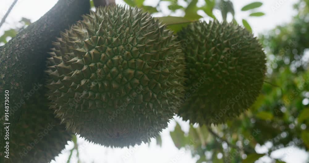 Durian on tree close-up readiness for tropical feast This exotic fruit durian packed with nutrients epitomizes organic eating. Durian flavorful healthful provides essential vitamins and minerals. Durian on tree close-up readiness for tropical feast This exotic fruit durian packed with nutrients epitomizes organic eating. Durian flavorful healthful provides essential vitamins and minerals.