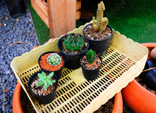 Canvas Print Beautiful potted cactus.