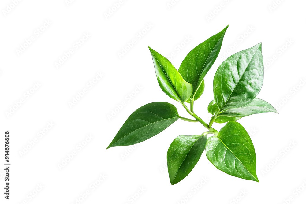 Green Plant isolated on a white background Green Plant isolated on a white background