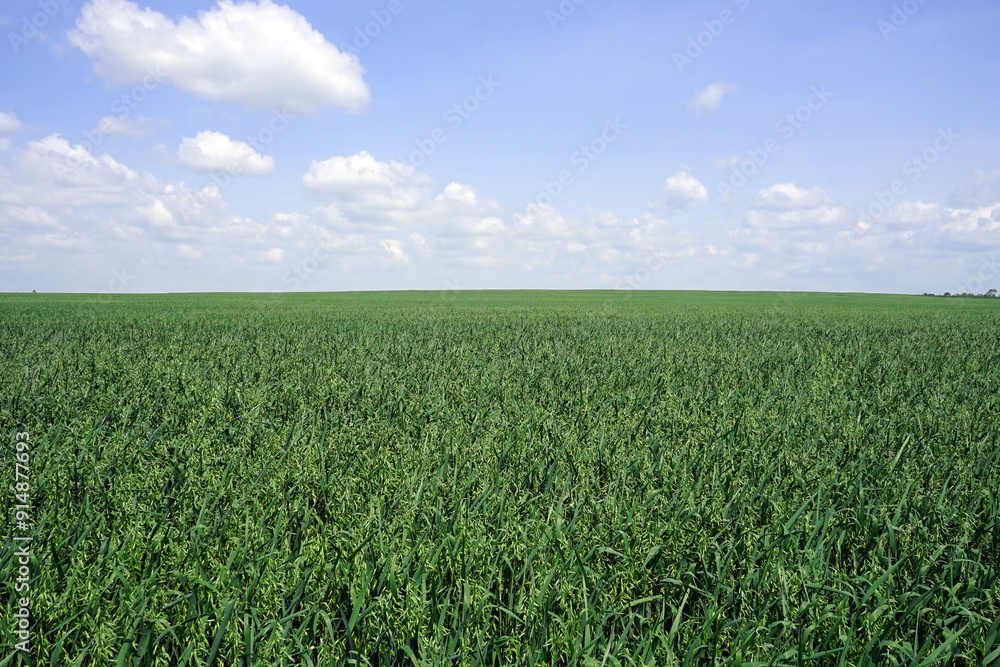 Wheat field in mid-summer under blue sky with puffy white clouds Wheat field in mid-summer under blue sky with puffy white clouds