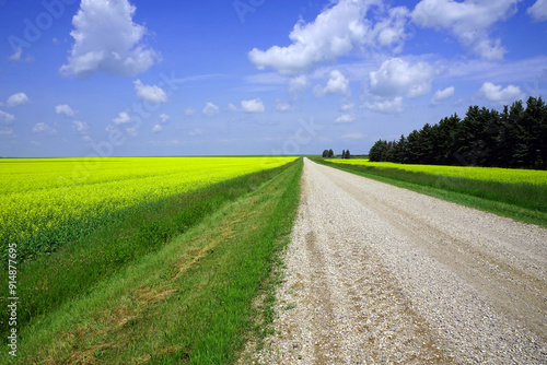 Gravel road lined by fields of canola with trees in the background