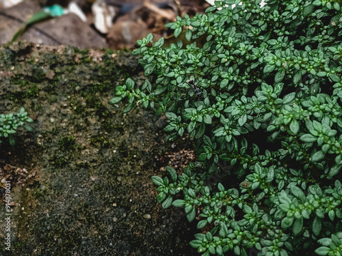 Close-Up Focus on Small Leaves Against a Nature Background