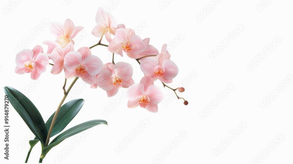 Fototapeta premium Pink Orchids in Full Bloom with Leaves