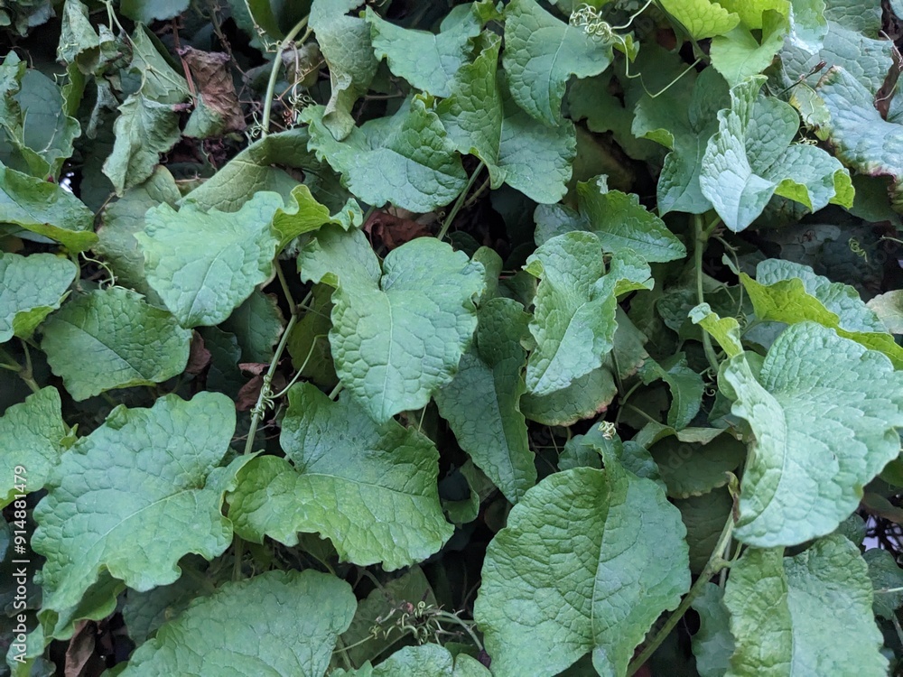Fototapeta premium leaves in a garden