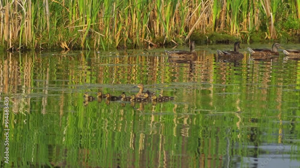 Video series of Mallard duck families on a lush Canadian lake in summer. Captures swimming, feeding, and exploring. Ideal for nature and wildlife projects. Video series of Mallard duck families on a lush Canadian lake in summer. Captures swimming, feeding, and exploring. Ideal for nature and wildlife projects.