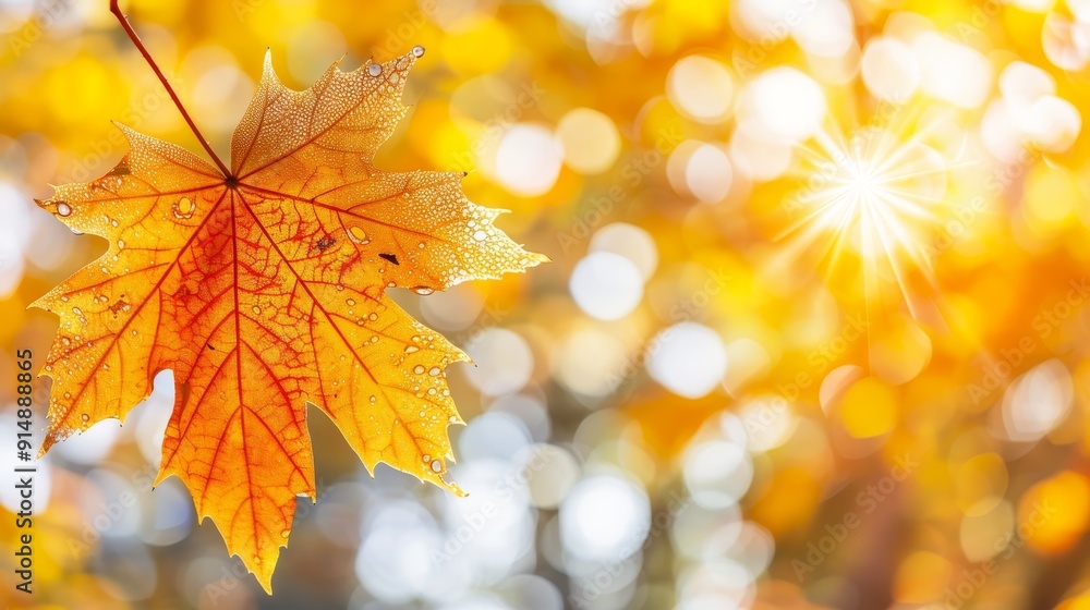 Close up view of autumn maple leaf with raindrops glistening in sunlight after rain Close up view of autumn maple leaf with raindrops glistening in sunlight after rain