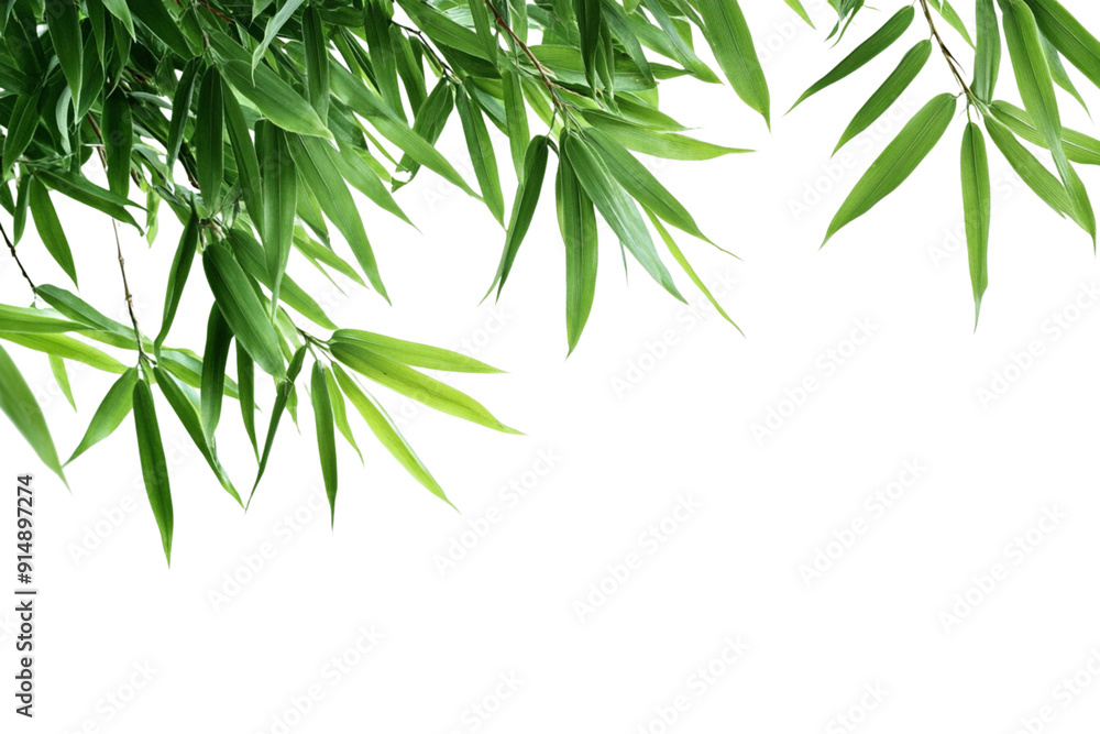Bamboo leaves isolated on a white background Bamboo leaves isolated on a white background