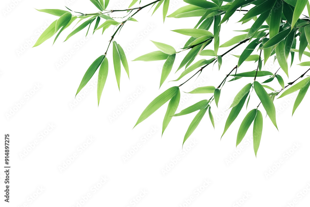 Naklejka premium Bamboo leaves isolated on a white background