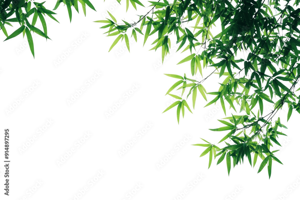 Bamboo leaves isolated on a white background Bamboo leaves isolated on a white background