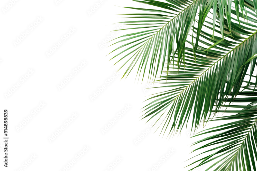 Isolated palm leaf on a white background, Isolated palm leaf on a white background,