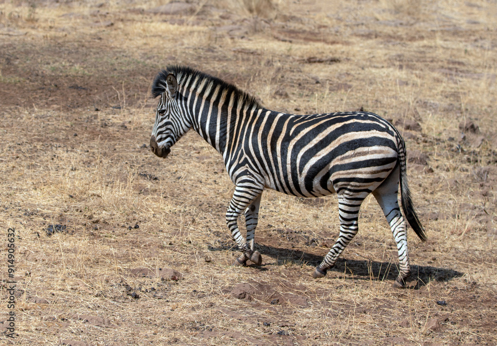Young wild zebra walking in Kruger National Park in South Africa RSA Young wild zebra walking in Kruger National Park in South Africa RSA