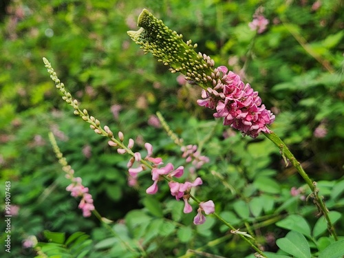 Indigofera bungeana photo