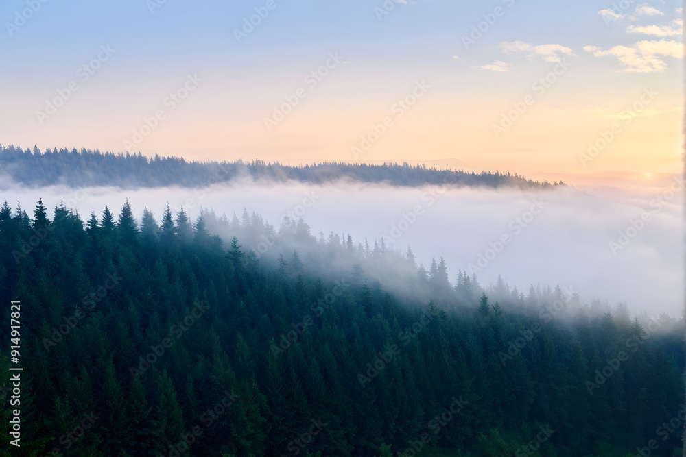 Fototapeta premium spruce forest on mountain hillside in fog at sunrise. autumnal landscape