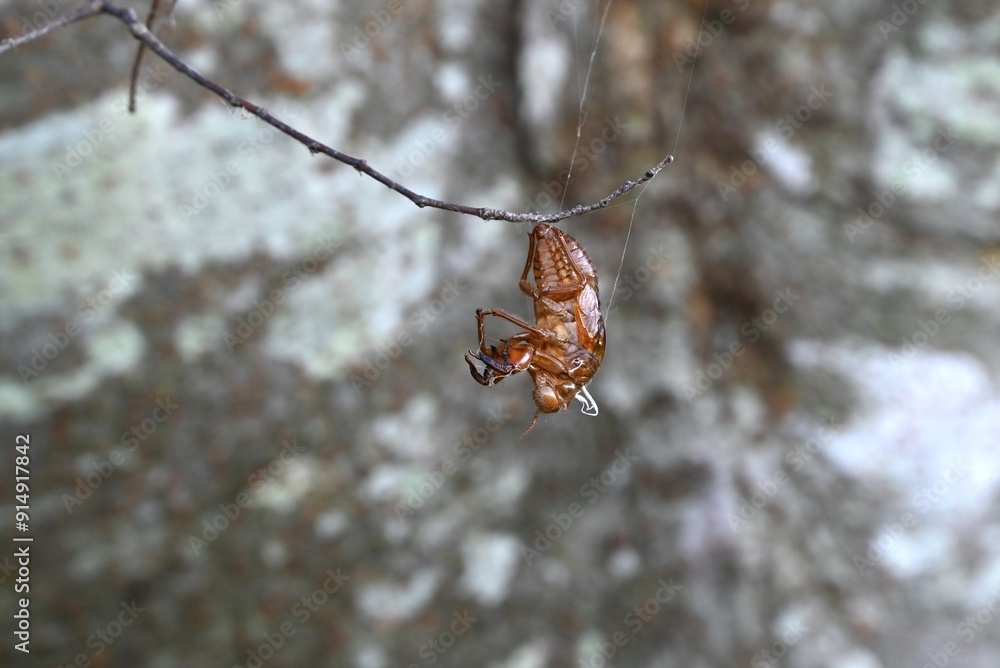 A summer tradition 'Cicada shells'. Cicadas grow by repeatedly molting, and finally emerge from their cocoons, leaving behind their empty shells on trees or other surfaces.
A summer tradition 'Cicada shells'. Cicadas grow by repeatedly molting, and finally emerge from their cocoons, leaving behind their empty shells on trees or other surfaces.